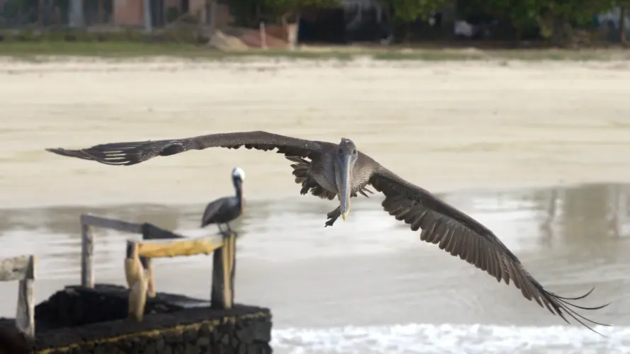 Galápagos brown pelican on a land-based eco tour in the Galápagos