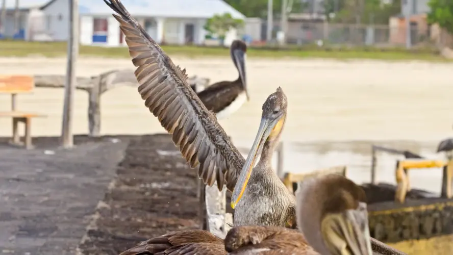 Galápagos brown pelican on a land-based eco tour in the Galápagos