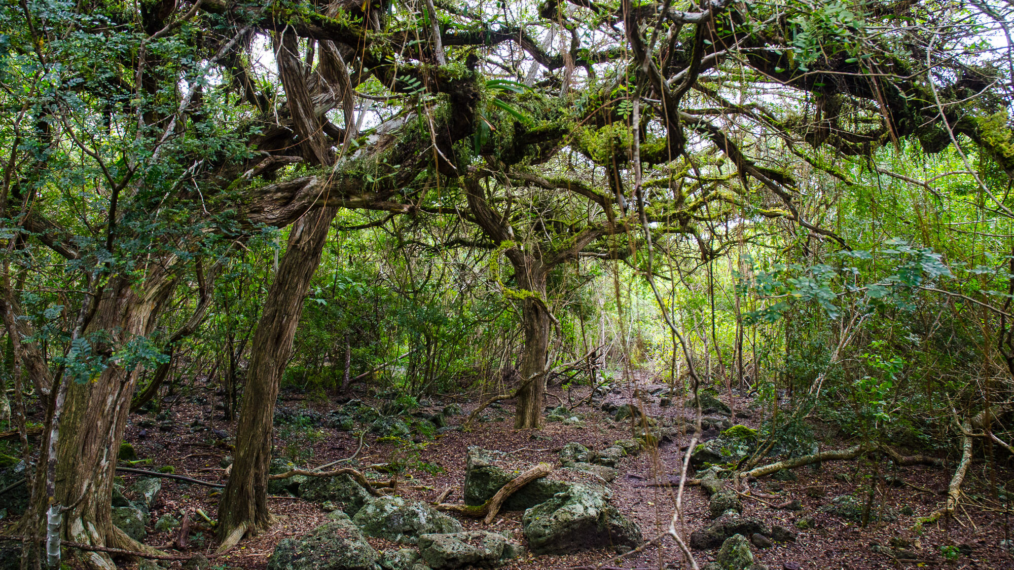 Floreana Island Highlands - Galapagos Land Tour