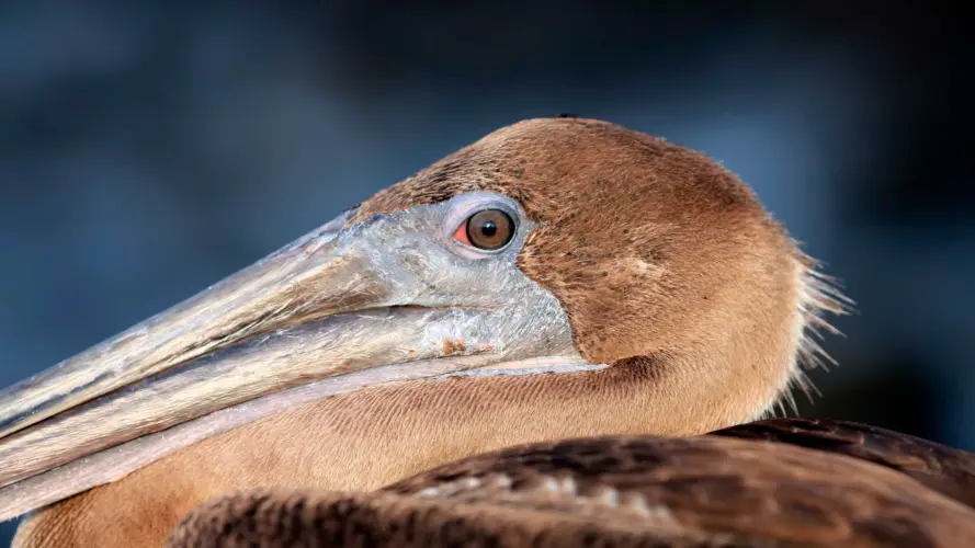 Galápagos brown pelican on a land-based eco tour in the Galápagos