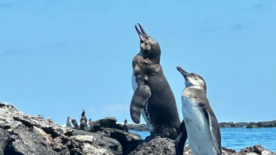 Galapagos Penguins near Las Tintoreras, Isabela Island
Galapagos Land tour penguin encounter