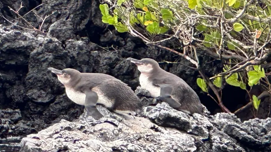 Galapagos Penguins near Las Tintoreras near mangrove trees, Isabela Island
Galapagos Land tour penguin encounter