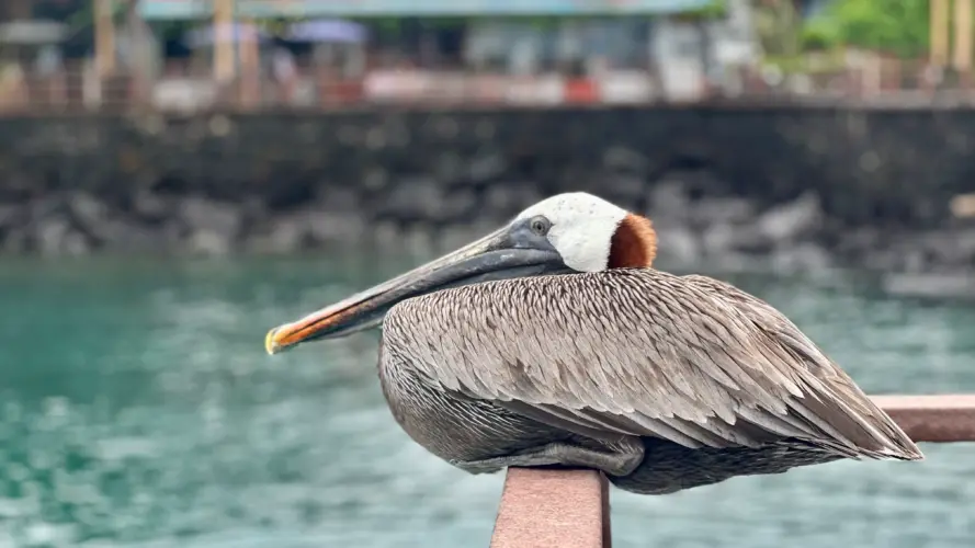 Galápagos brown pelican on a land-based eco tour in the Galápagos