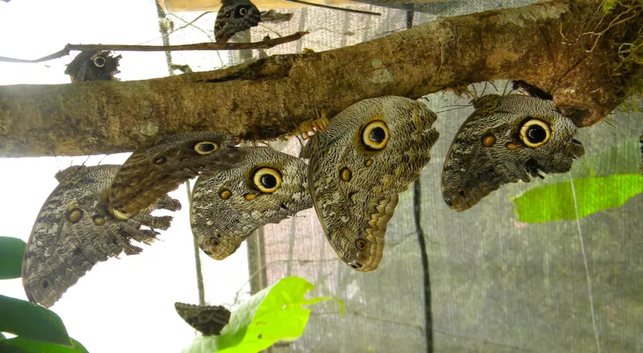 Mindo Buterflies, Mindo tour in Ecuador