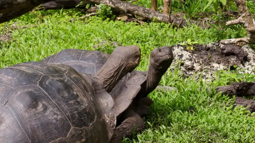 Galapagos land based trip, Floreana Island, Floreana Giant Tortoises, Asilo de la Paz