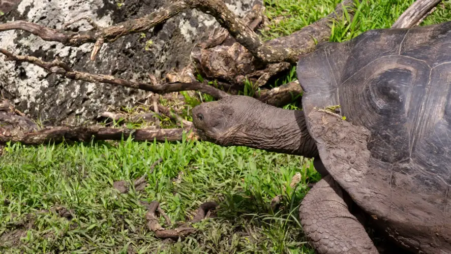 Galapagos land based trip, Floreana Island, Floreana Giant Tortoises, Asilo de la Paz