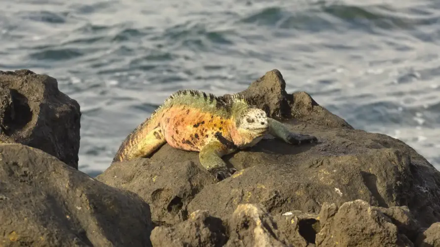 Galapagos land based trip, Floreana Island, Floreana Marine Iguana, Puerto Velasco Ibarra