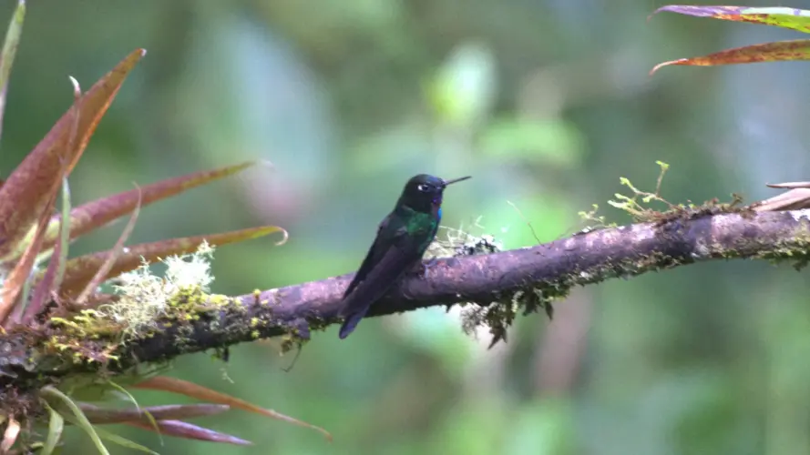 Galapagos and Ecuador tour - Mindo bird watching in Ecuador's choco - hummingbird