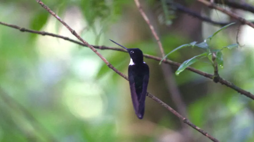 Galapagos and Ecuador tour - Mindo bird watching in Ecuador's choco - hummingbird