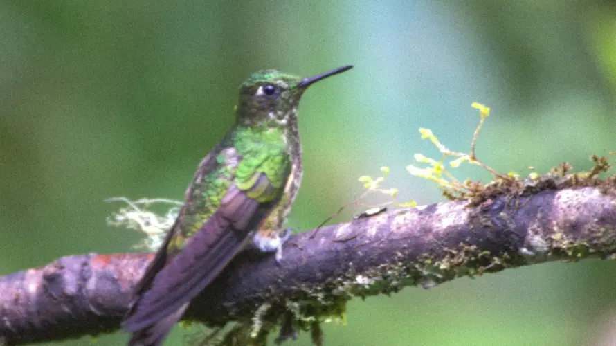 Galapagos and Ecuador tour - Mindo bird watching in Ecuador's choco - hummingbird