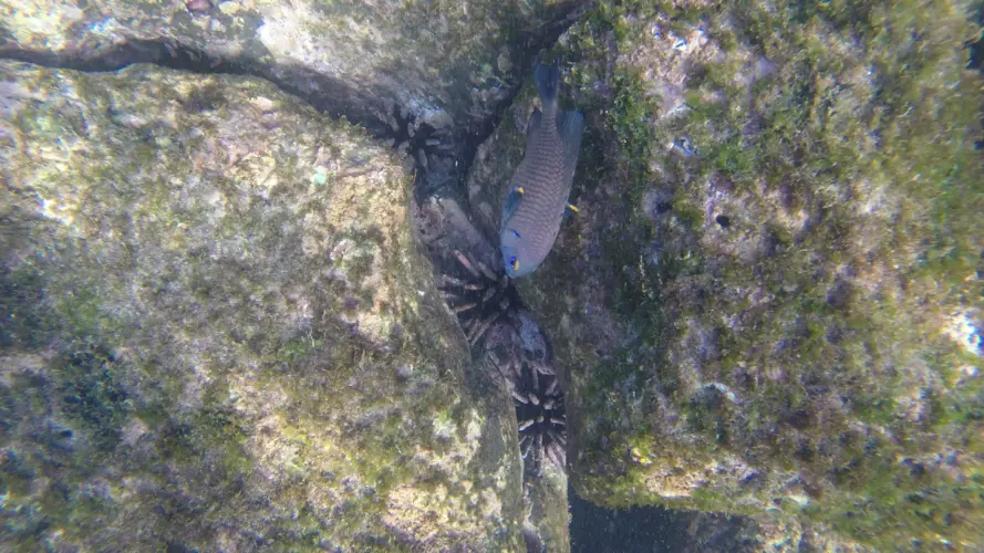 Galapagos land-based trip, Floreana Island, Floreana Black Beach Snorkeling fish