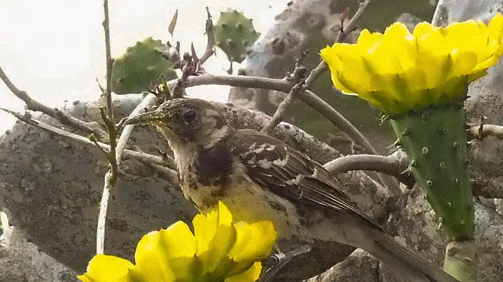 Galapagos land based trip, Floreana Island, Floreana Mockingbird
