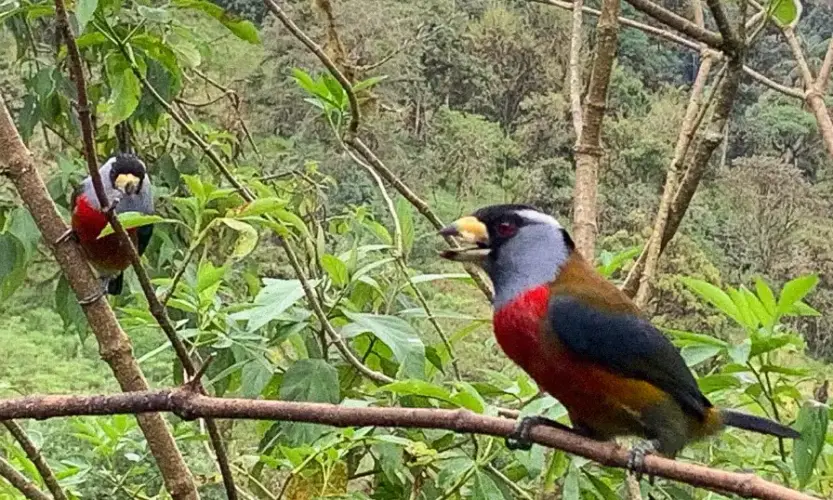 Galapagos and Ecuador tour - Mindo bird watching in Ecuador's choco