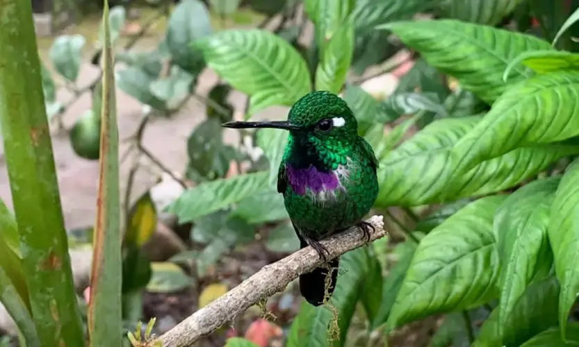 Galapagos and Ecuador tour - Mindo bird watching in Ecuador's choco - hummingbird