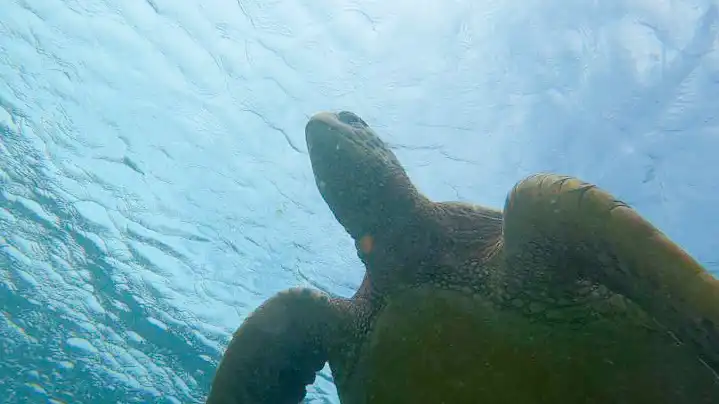 Galapagos land based trip, Floreana Island, Sea Turtle