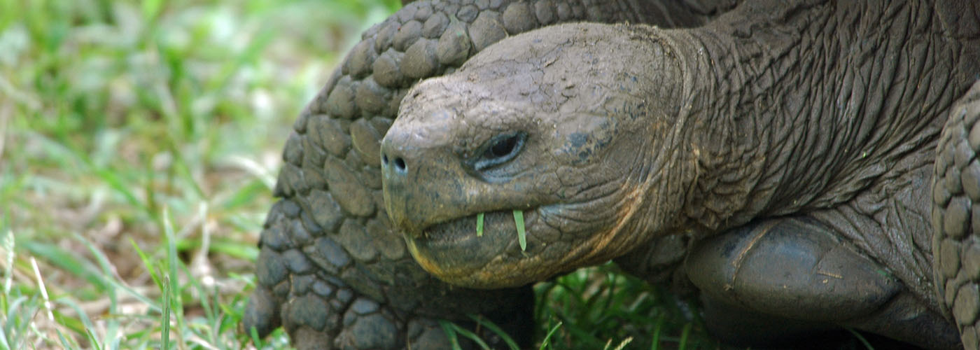 Santa Cruz Island Giant Tortoise