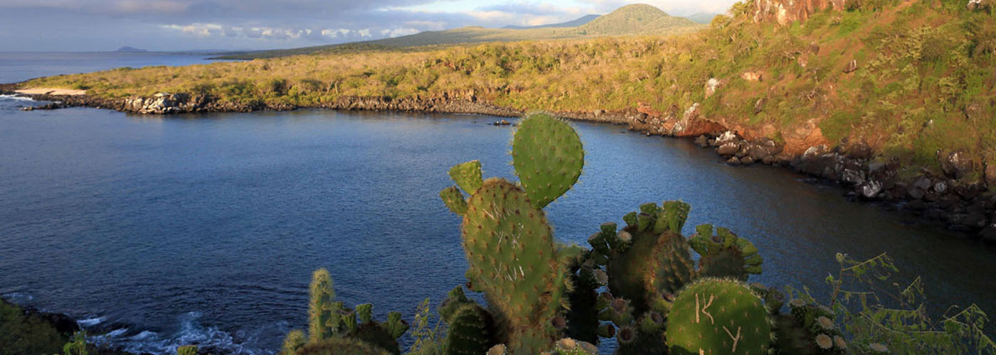 galapagos-research-pink-iguanas	