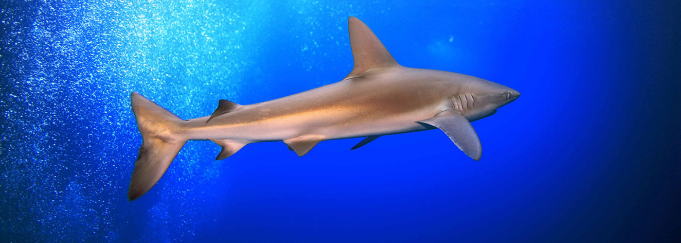 Galapagos Shark	