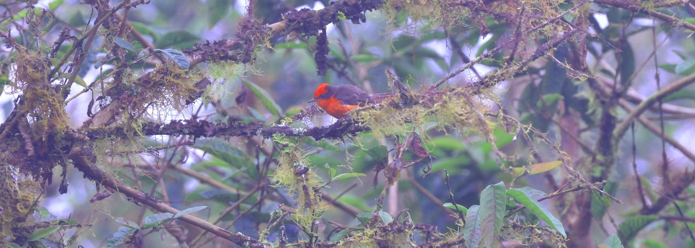 Galapagos Vermilion Flycatcher	