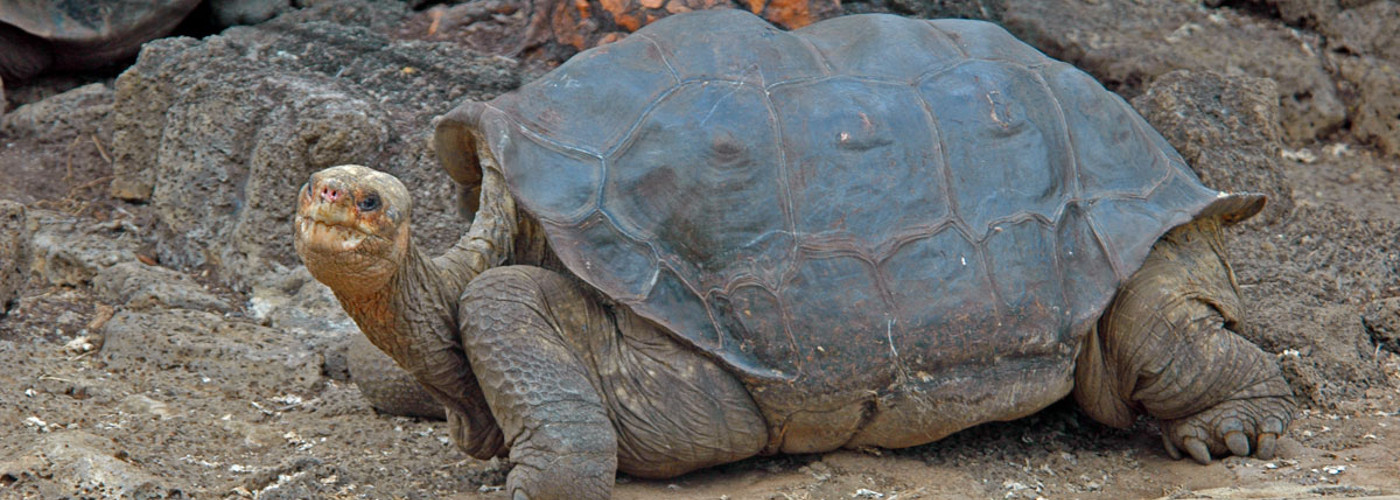Lonesome George in the Galapagos	