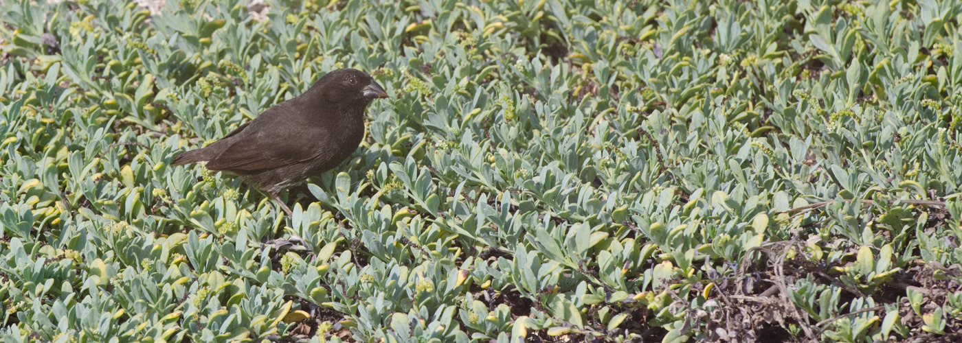 Galapagos Finch	
