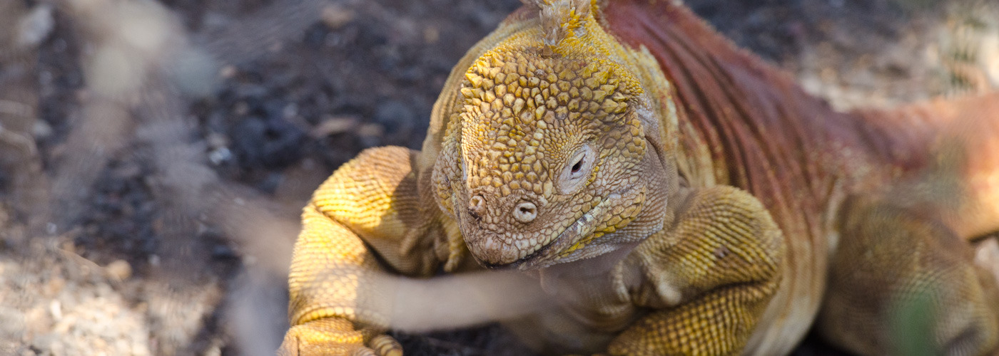 Land Iguana in the Galapagos	