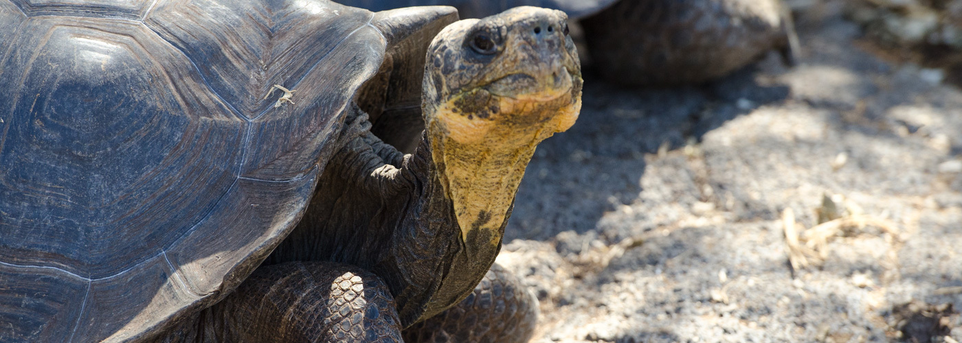 Fernandina Giant Tortoise	