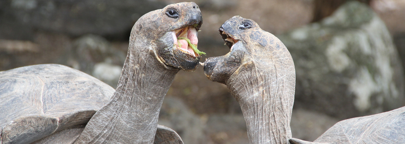 Grand Prize - Galapagos Photo Contest Winner	