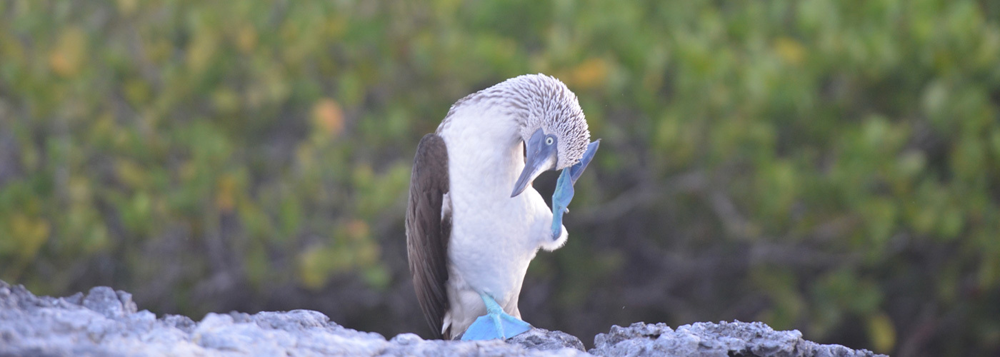 Galapagos National Park Entry Fee Increase	