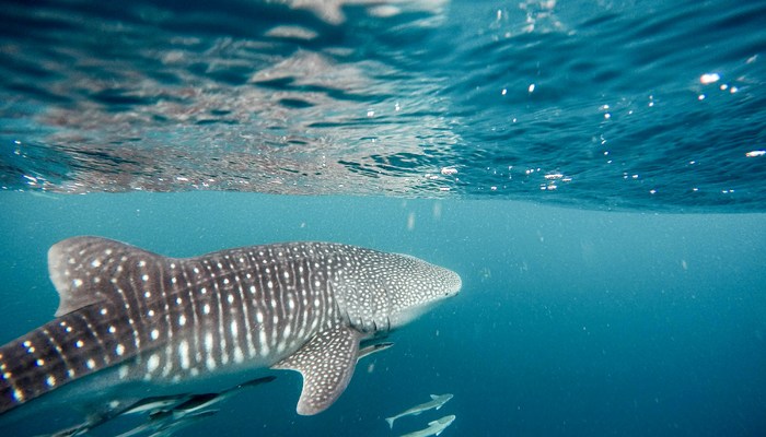 Whale Shark