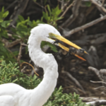Galapagos Land-Based Tour Bird Encounter