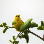 Galapagos Land-Based Tour Warbler Bird Encounter