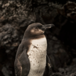 Galapagos Land-Based Tour Penguin Encounter