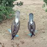 Blue footed booby dance at Tuneles