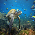 Sea Turtle swimming with snorkellers