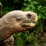 Giant Tortoise eating