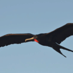 Galapagos Land-Based Tour Frigate Bird Encounter