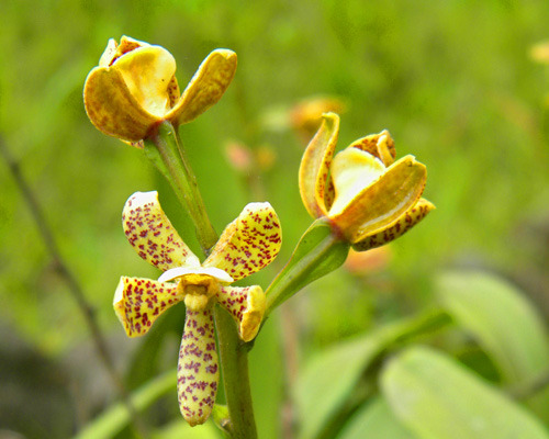 Mindo orchid