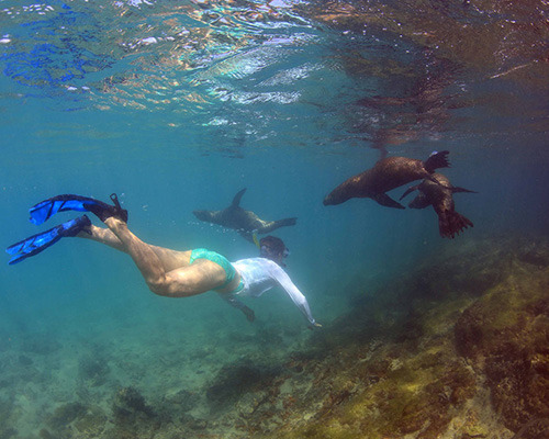 Snorkelling in the Galapagos