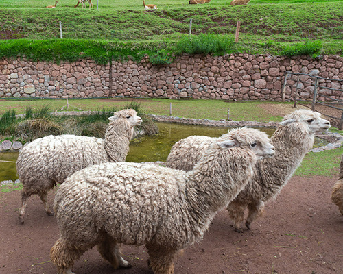 llamas