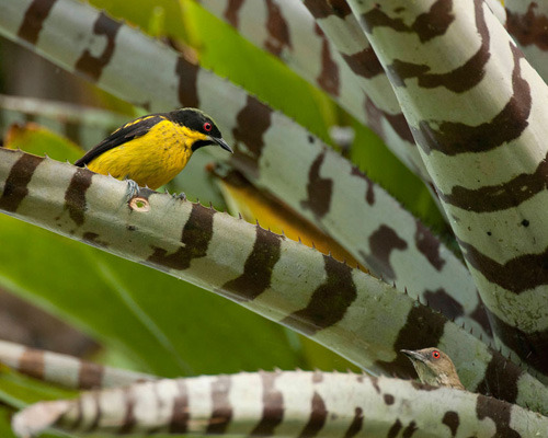 Amazon birds