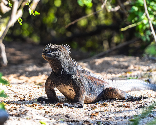 marine iguana