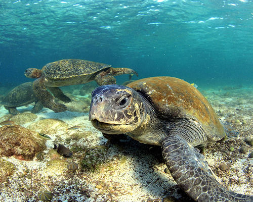 Sea turtle