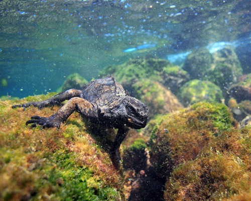 Marine Iguana