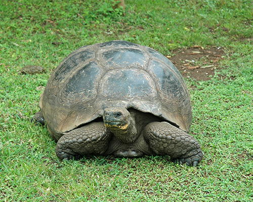 Galapagos Tortoise