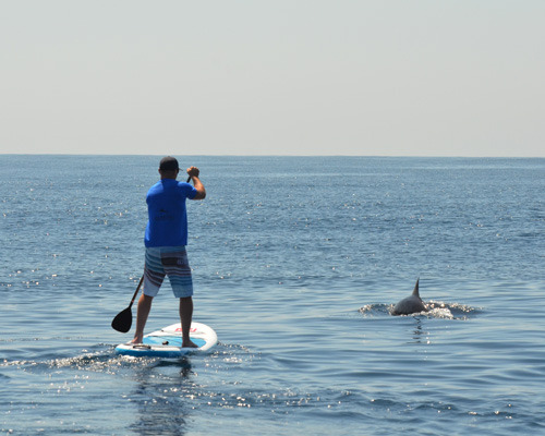 SUP with Dolphins 