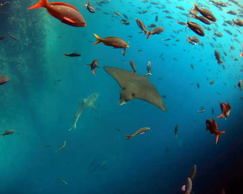 SUP Galapagos Underwater