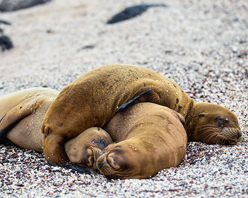 Galapagos Sea Lions