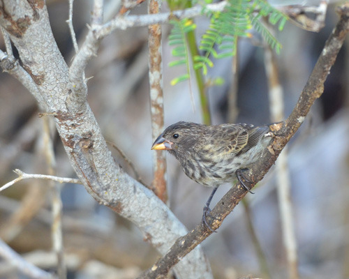 Darwin Finch in Galapagos