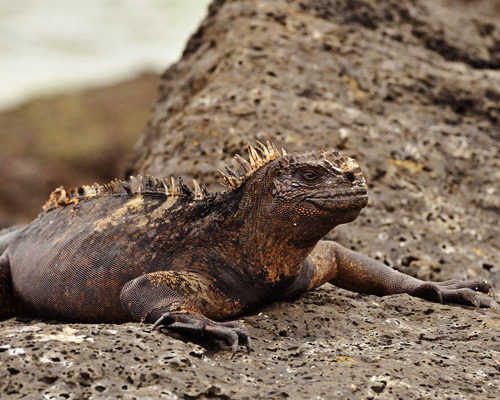 Marine Iguana in Galapagos